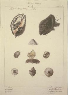 Jacques Etienne Victor Arago - Marine Life: 4 studies. Ile de Pisang. Mollusques; Mollusques (Brésil); Lyroide (Carolines); (Crab), a fragment