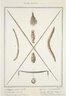 Jacques Etienne Victor Arago - Nouvelle-Hollande. (aboriginal artefacts)