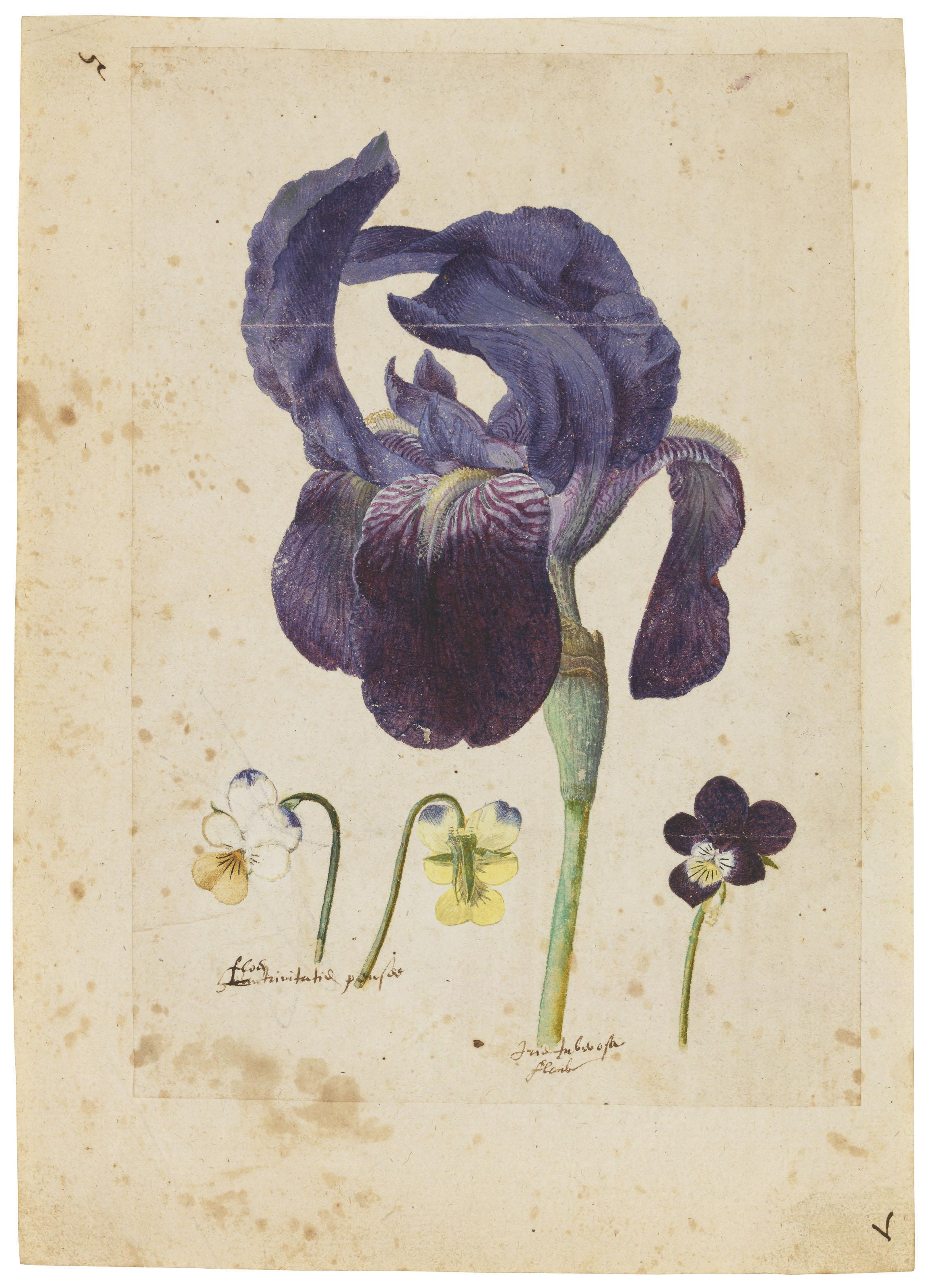 Jacques Le Moyne De Morgues - A bearded iris and three violets