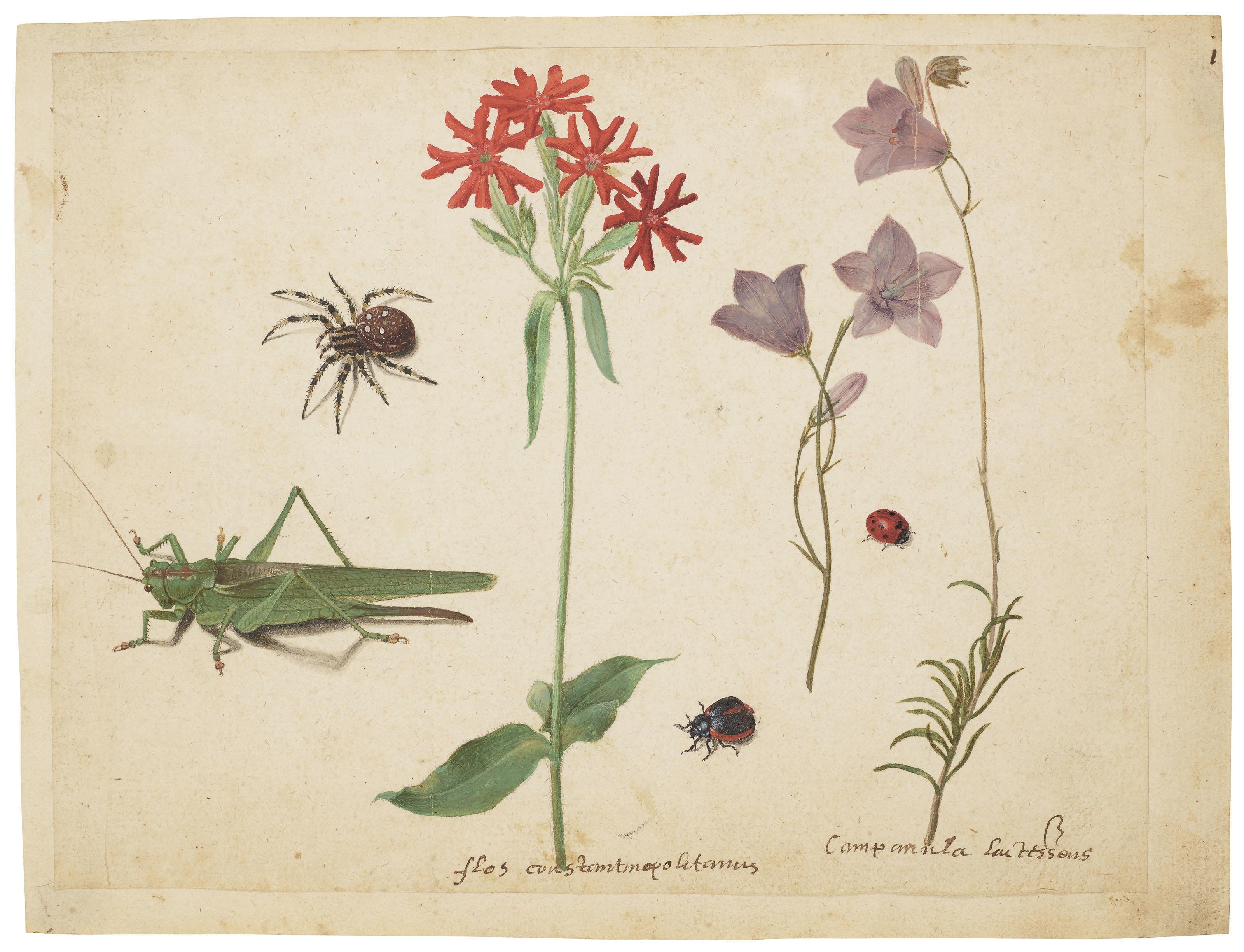 Jacques Le Moyne De Morgues - A grasshopper, a spider, a ladybird and a may-bug, a Maltese cross and two campanulas