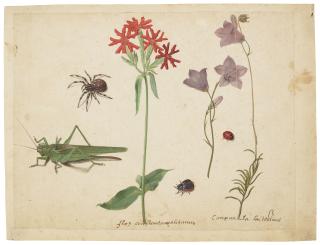 Jacques Le Moyne De Morgues - A grasshopper, a spider, a ladybird and a may-bug, a Maltese cross and two campanulas