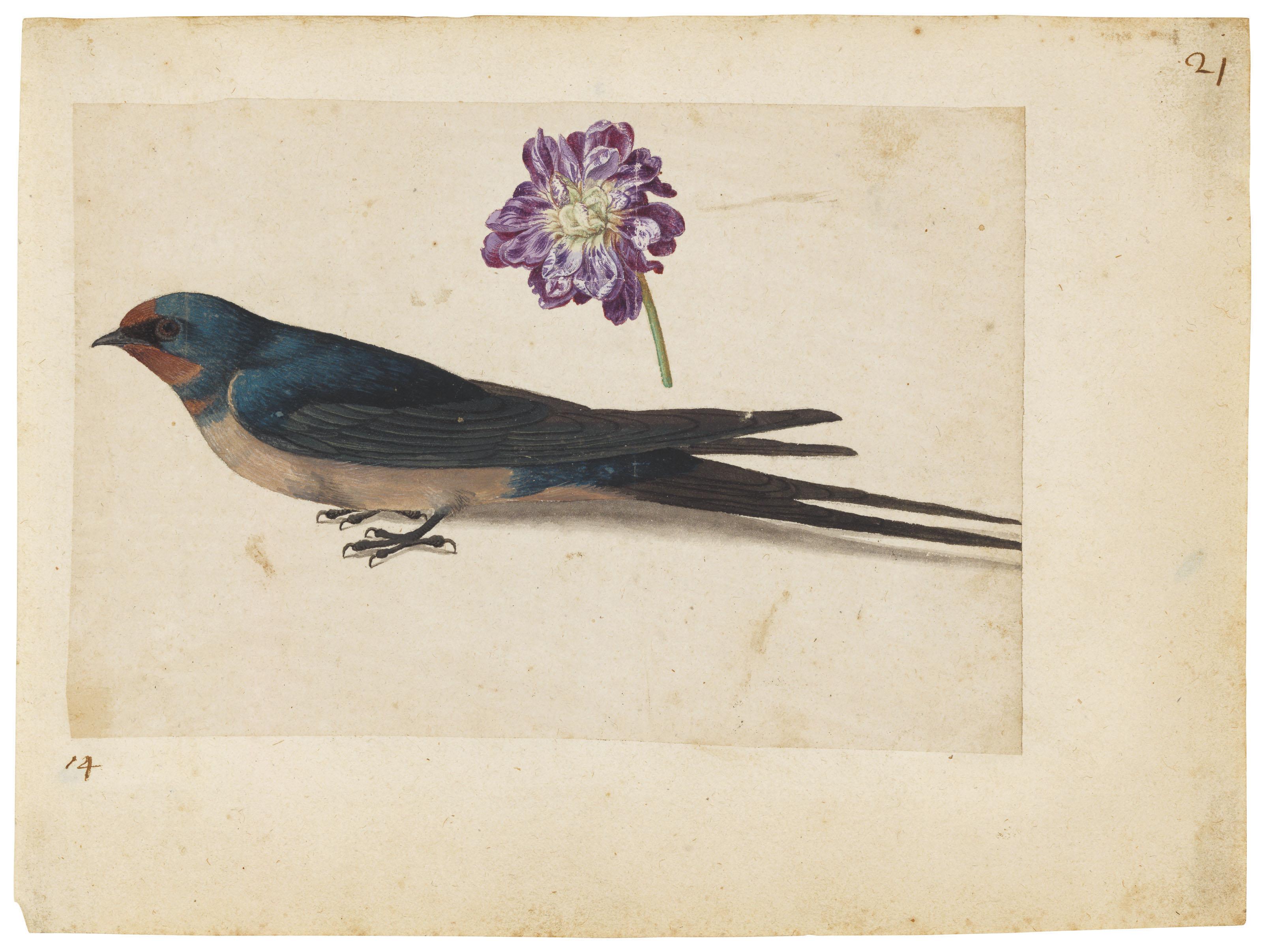 Jacques Le Moyne De Morgues - A swallow and a double gilliflower