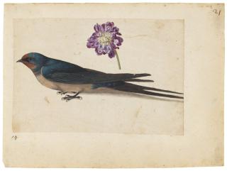 Jacques Le Moyne De Morgues - A swallow and a double gilliflower