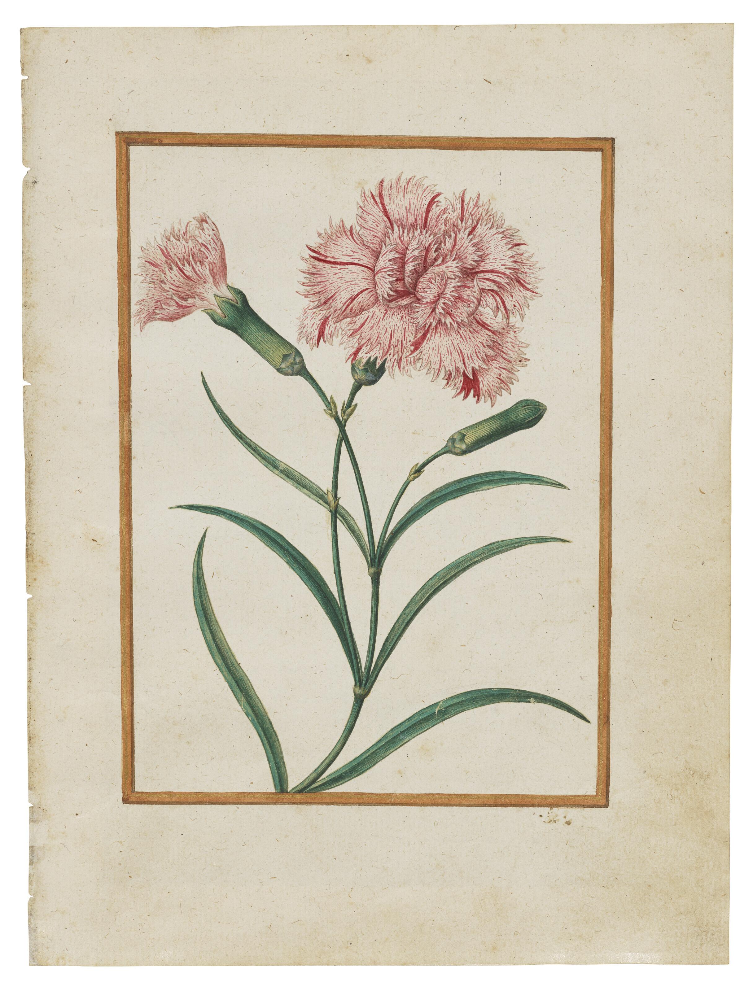 Jacques Le Moyne de Morgues - Clove Pinks (Dianthus caryophyllus)