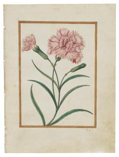 Jacques Le Moyne de Morgues - Clove Pinks (Dianthus caryophyllus)