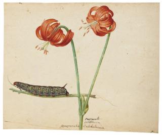 Jacques Le Moyne De Morgues - Two day lilies and a caterpillar