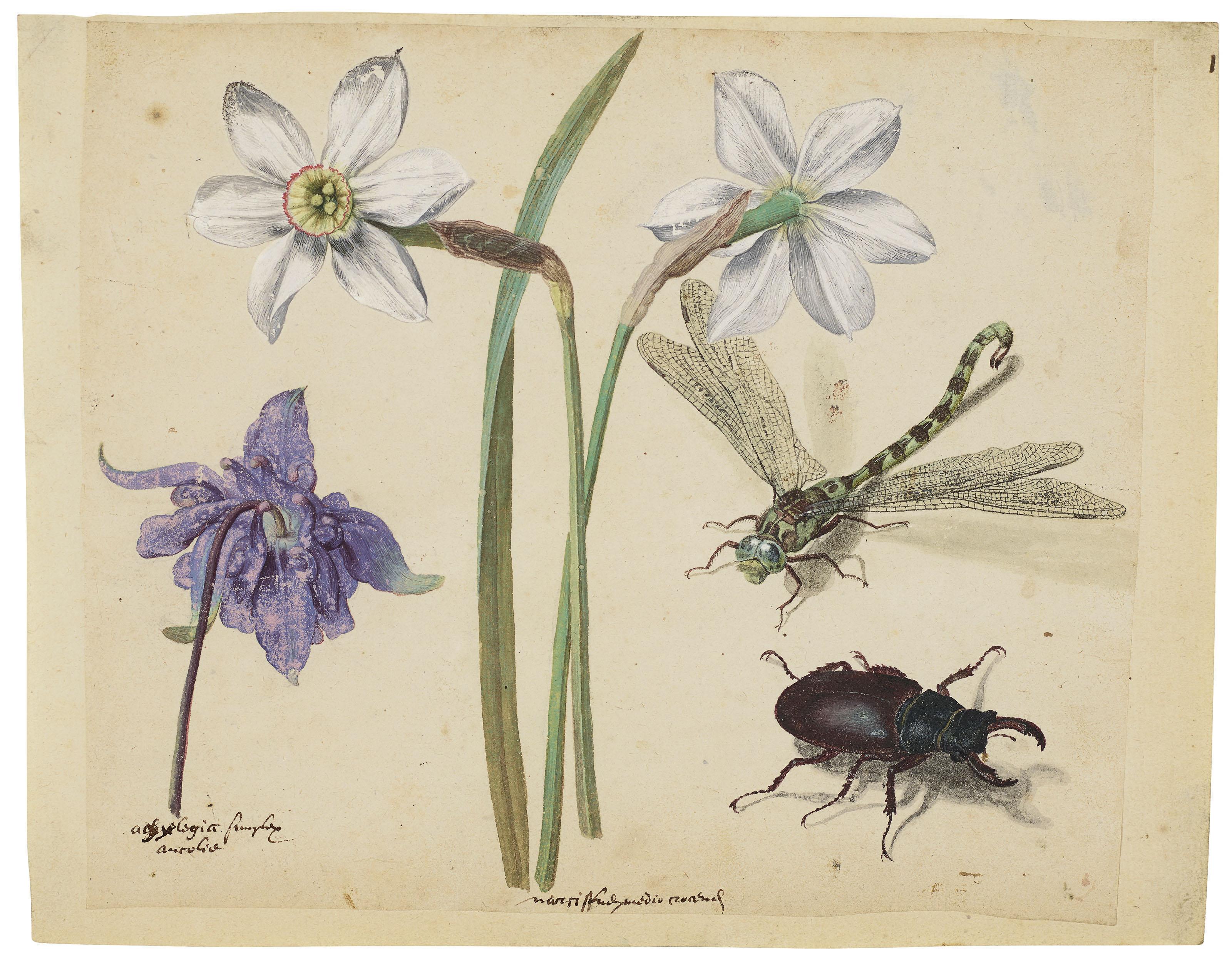 Jacques Le Moyne De Morgues - Two narcissi and a columbine, a dragonfly and a stag beetle