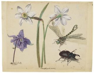 Jacques Le Moyne De Morgues - Two narcissi and a columbine, a dragonfly and a stag beetle