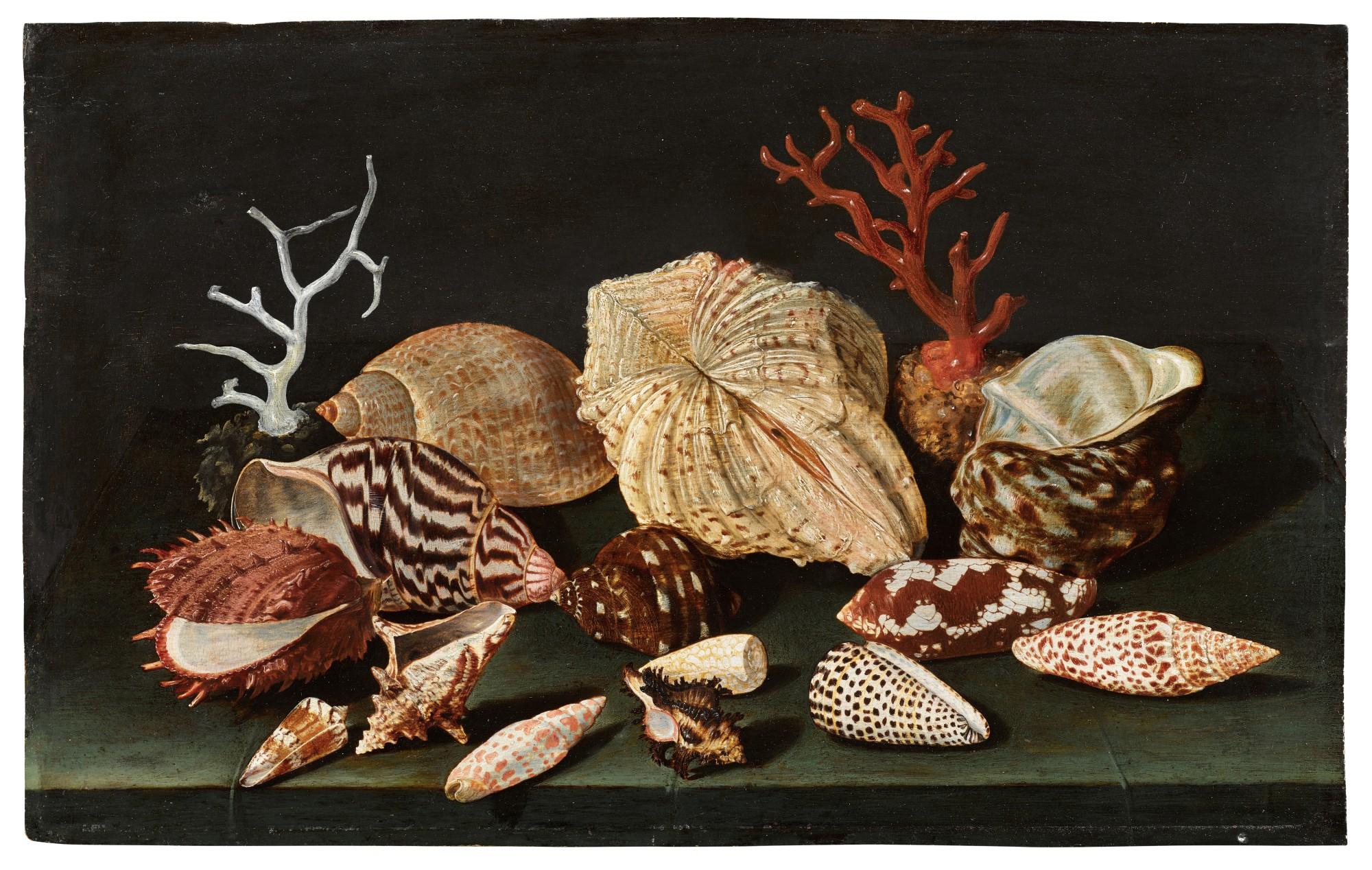 Jacques Linard - Still life of shells and coral on a table draped with a green cloth