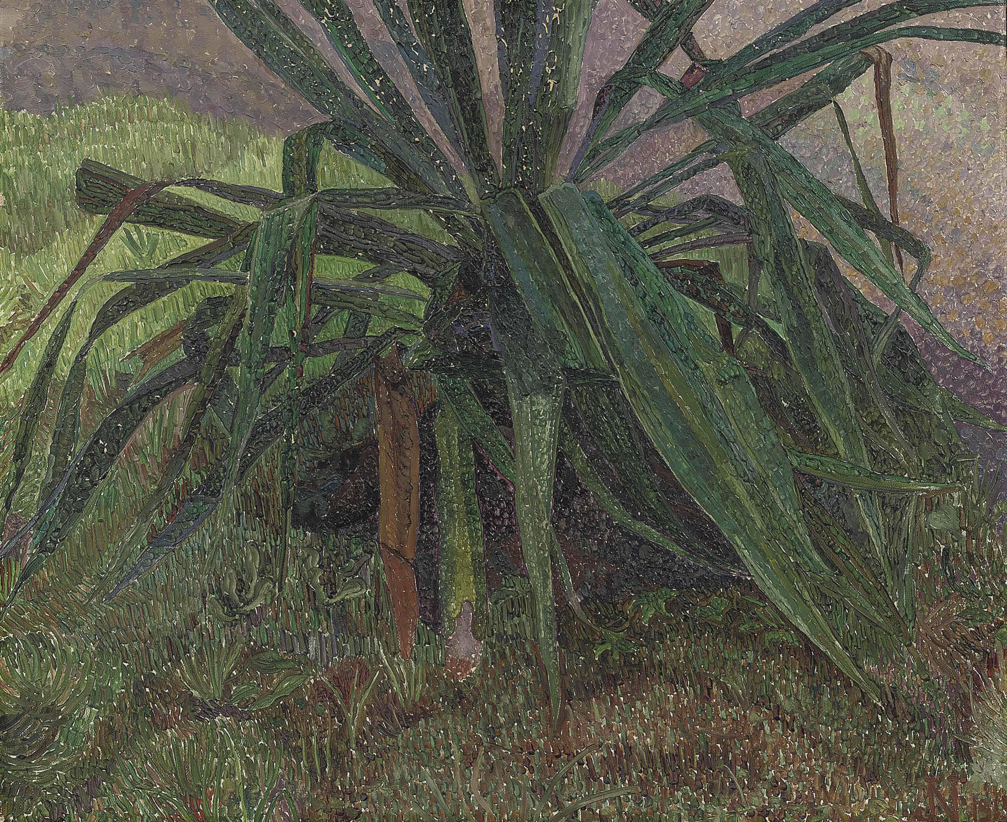 Jakob Nieweg - Agave