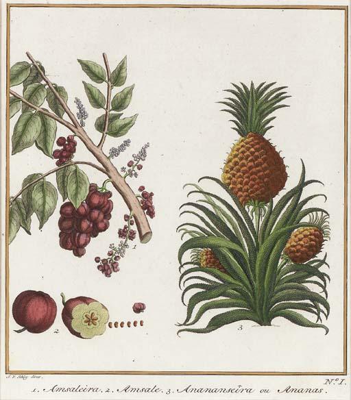 Jakobus Van Der Schley - [Tropical Botanicals from the Dutch East Indies]: Four Plates