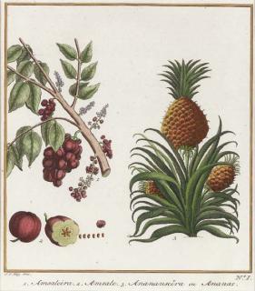 Jakobus Van Der Schley - [Tropical Botanicals from the Dutch East Indies]: Four Plates