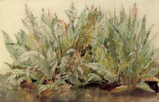 James Aumonier, R.A. - Study of dockleaves