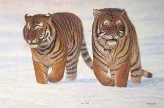 James Bartholomew - Snow Patrol