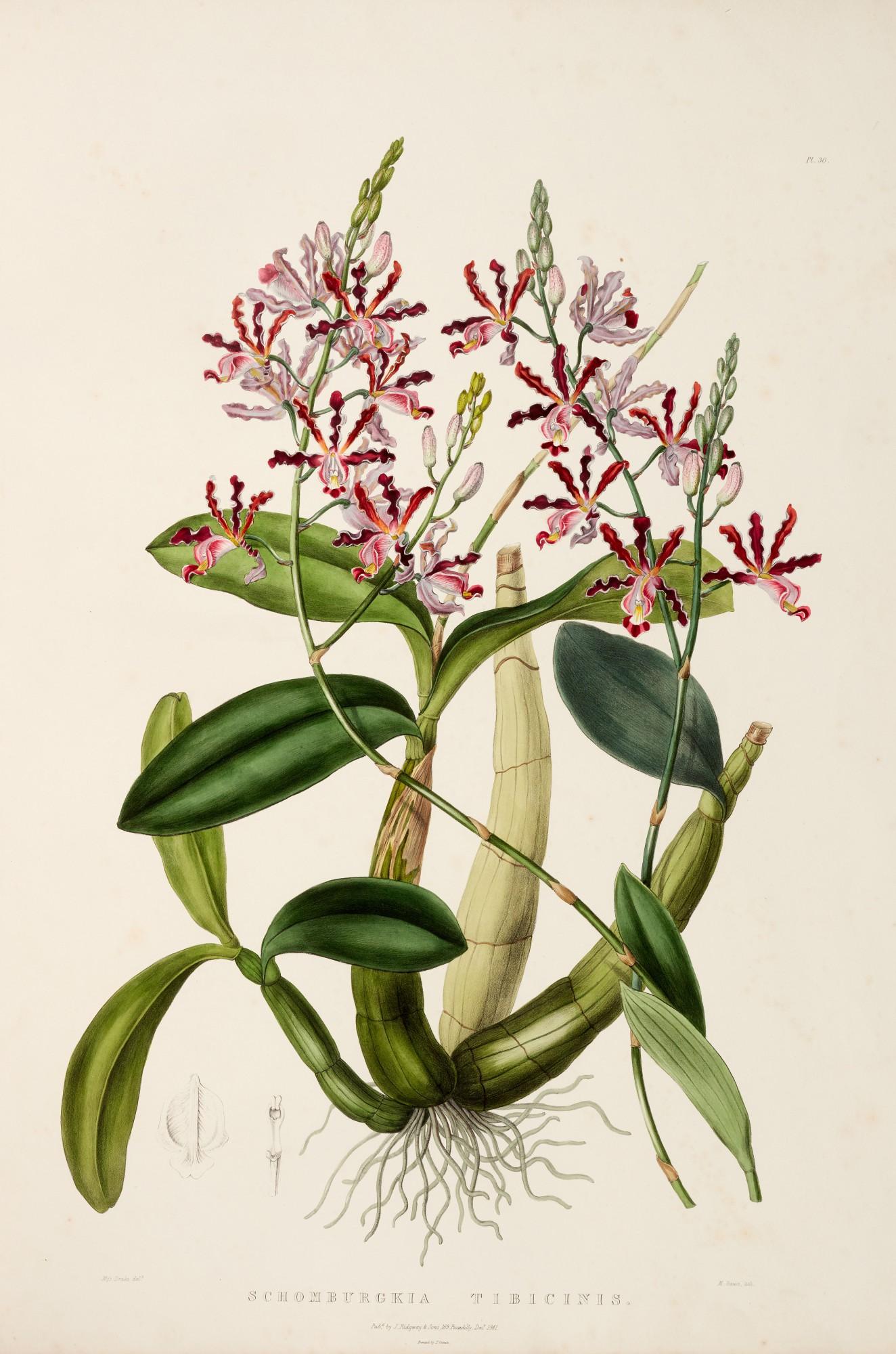 James Bateman - The orchidaceae of Mexico and Guatemala, London, 1843
