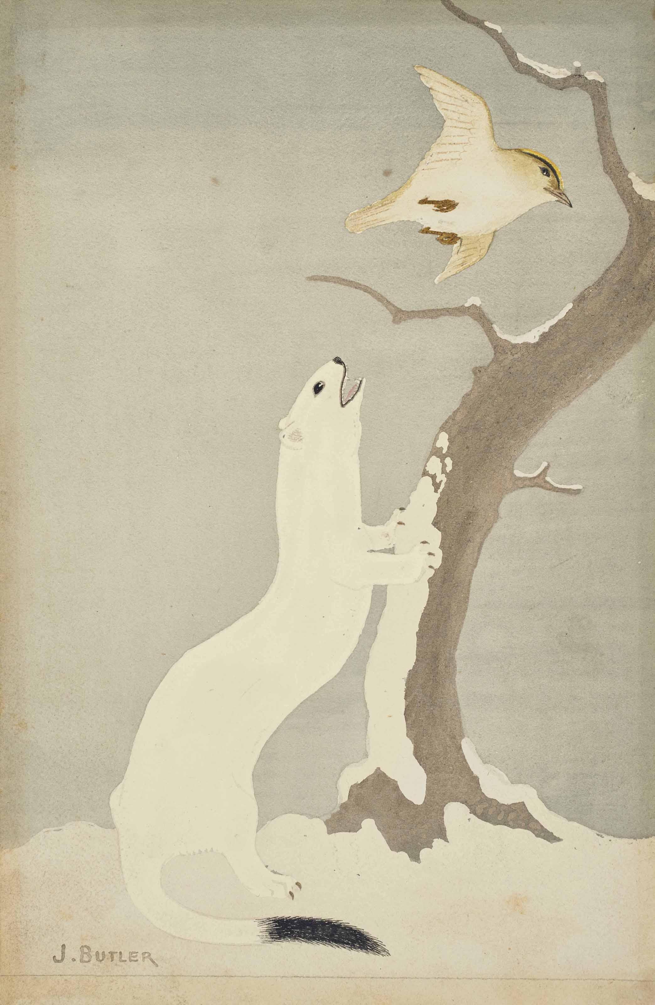 James Butler - The ermine and the goldcrest