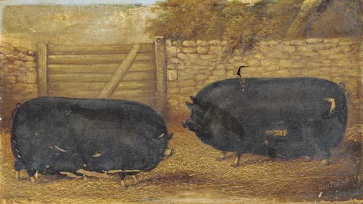 James Clark - Prize sows in a sty