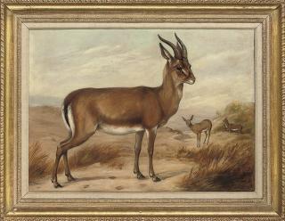 James E. Bourhill, R.S.A. - Persian gazelle