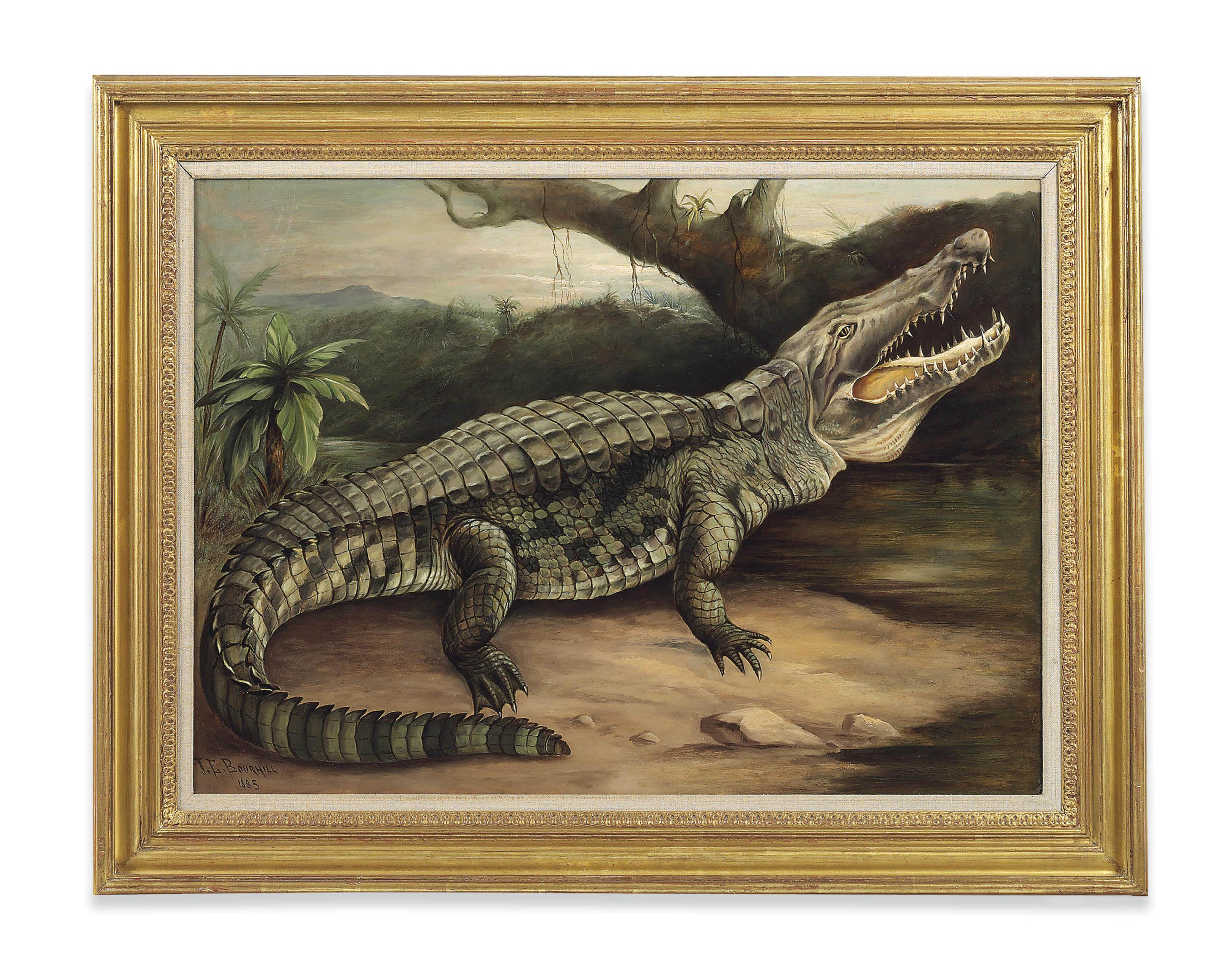 James E. Bourhill - Crocodile