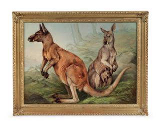 James E. Bourhill - Red Kangaroo