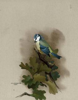 James Fenwick Lansdowne, O.B.C., R.C.A. - A Blue Tit Perched On An Oak Tree Branch
