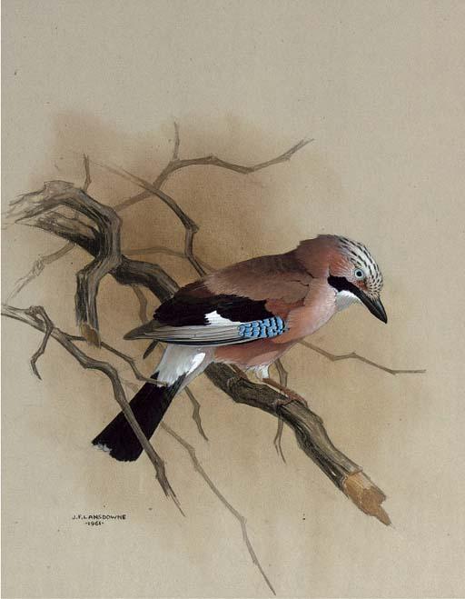 James Fenwick Lansdowne, O.B.C., R.C.A. - A Jay On A Branch