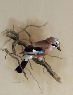 James Fenwick Lansdowne, O.B.C., R.C.A. - A Jay On A Branch