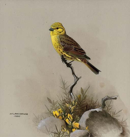 James Fenwick Lansdowne, O.B.C., R.C.A. - A Yellow Hammer Perched By Some Gorse