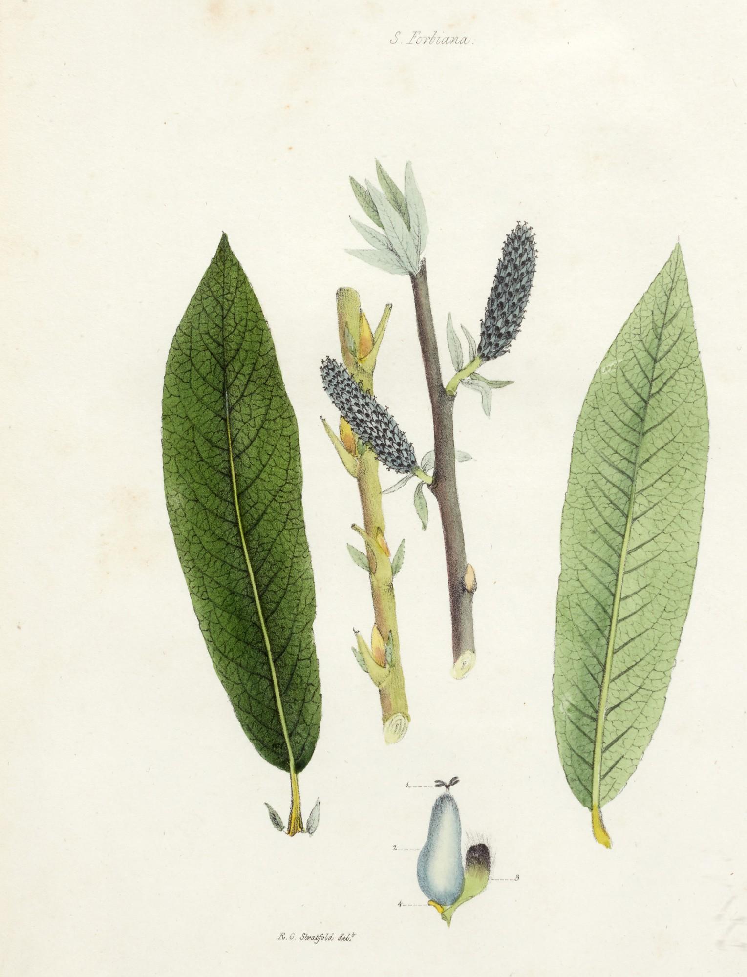 James Forbes - Salictum Woburnense, presentation copy to Lord Grenville, 1829