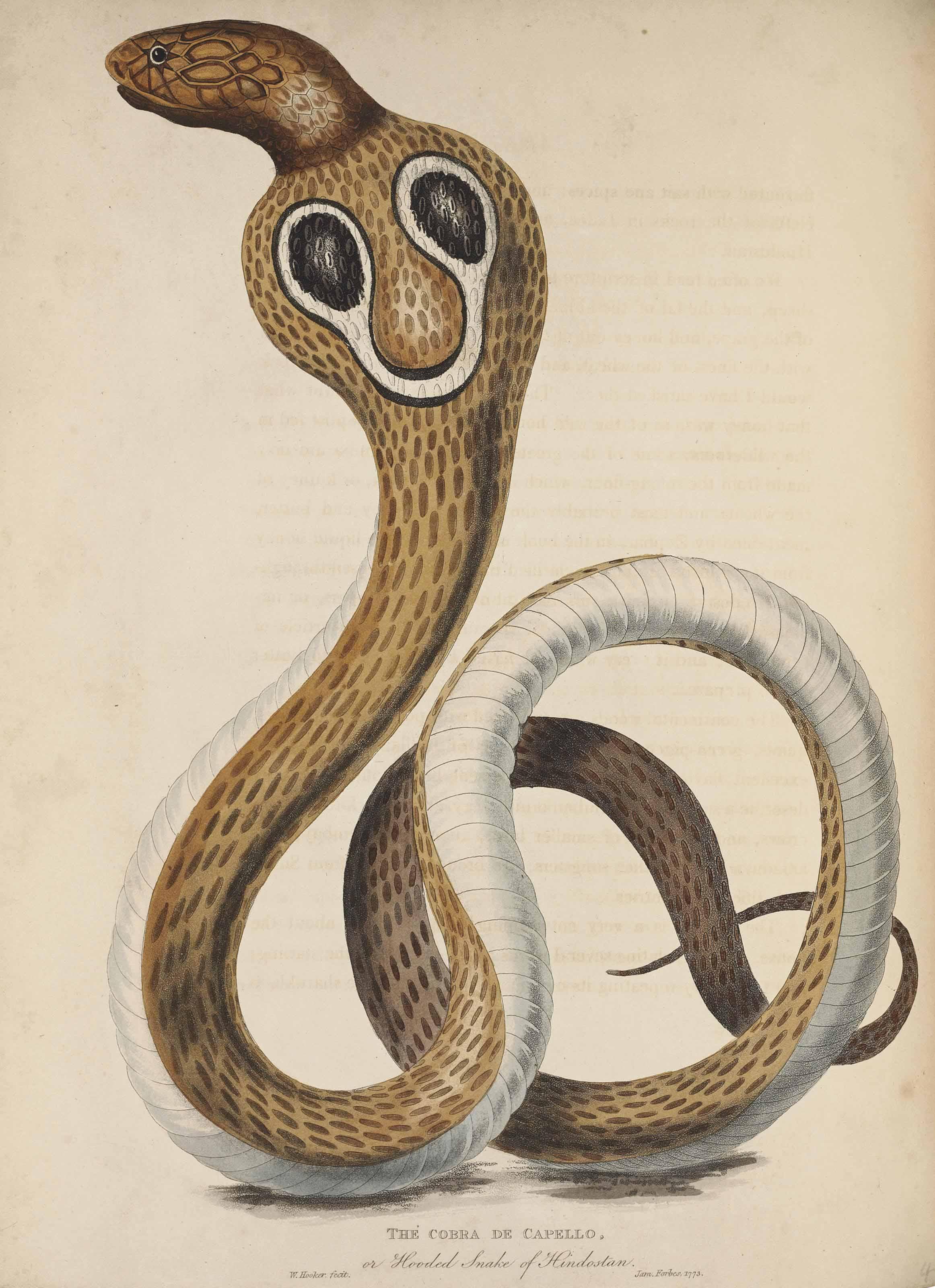 James Forbes - Unknown