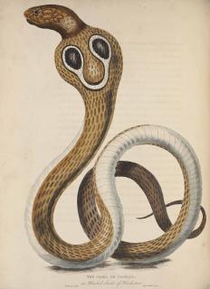 James Forbes - Unknown