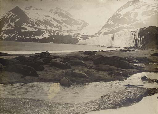 James Francis Hurley - A sea elephant rookery at Gold Bay, South Georgia, 1914.