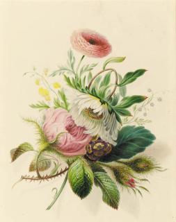 James Holland - A Spray Of Flowers Including; Shrub Rose, Ranunuclus, Pyrethrum, Seed Head Of A Scabious And Forget-Me-Nots; And A Spray Of Flowers Including Wild Sweet Peas And A Convolvulus, By The Same Hand