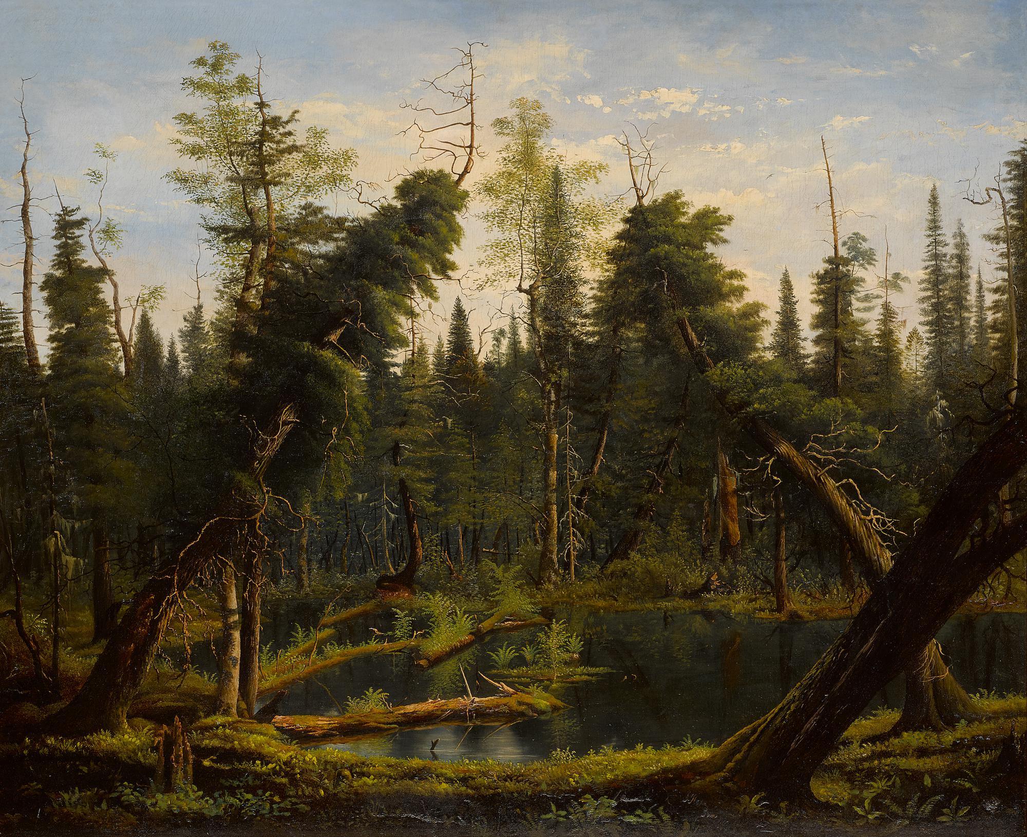 James Hope - Cedar Swamp