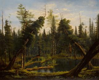 James Hope - Cedar Swamp
