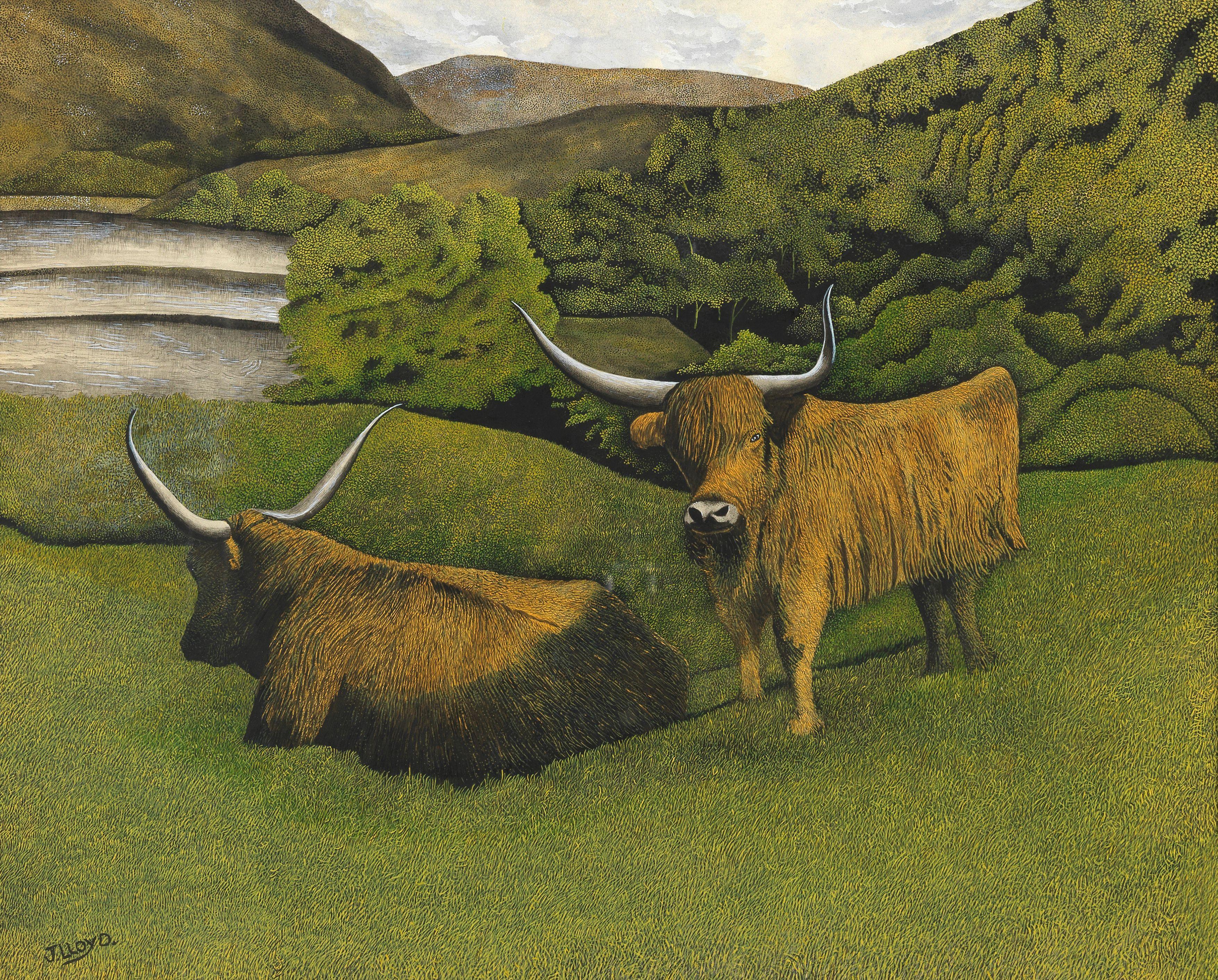 James Lloyd - Highland Cattle