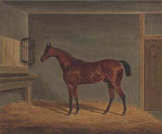 James Loder - A Bay Racehorse In A Stable