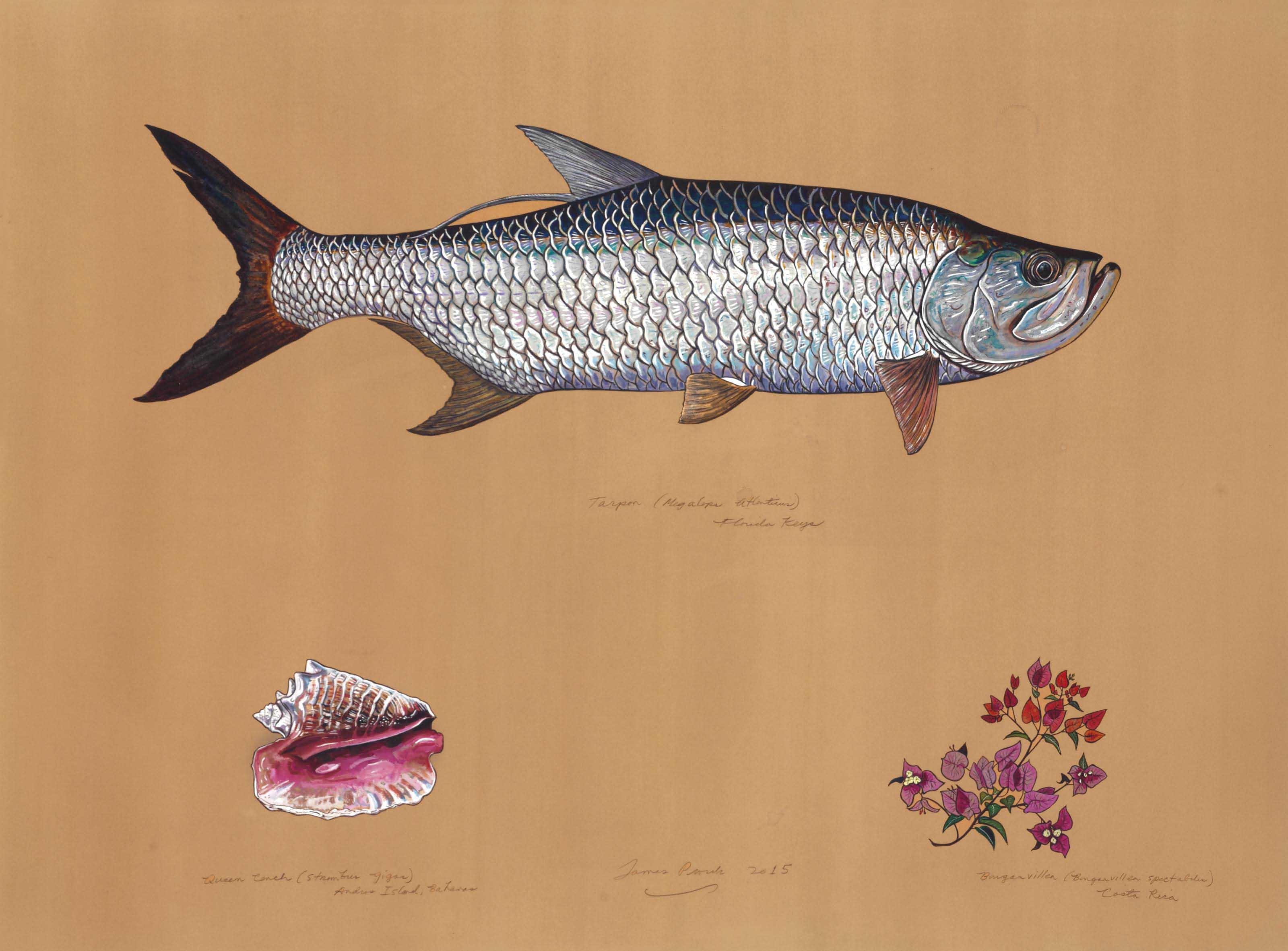 James Prosek - Tarpon