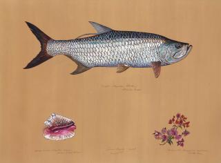 James Prosek - Tarpon