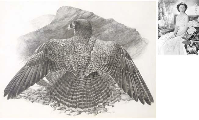 James Renny - Peregrine Falcon