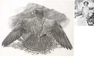 James Renny - Peregrine Falcon