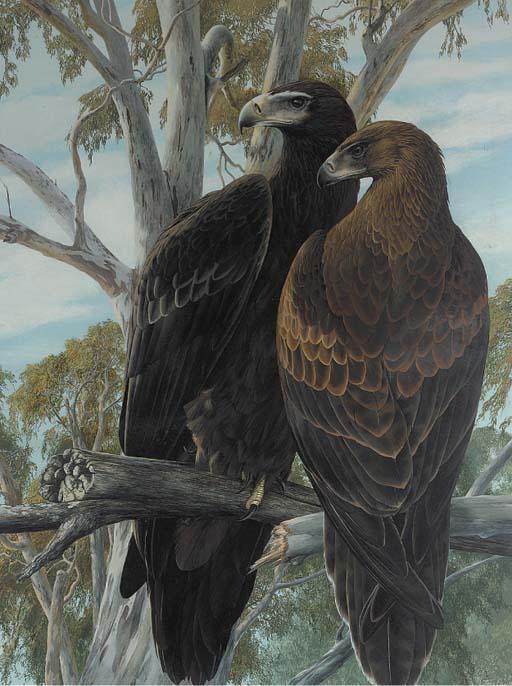James Renny - Two Eagles Surveying Their Territory