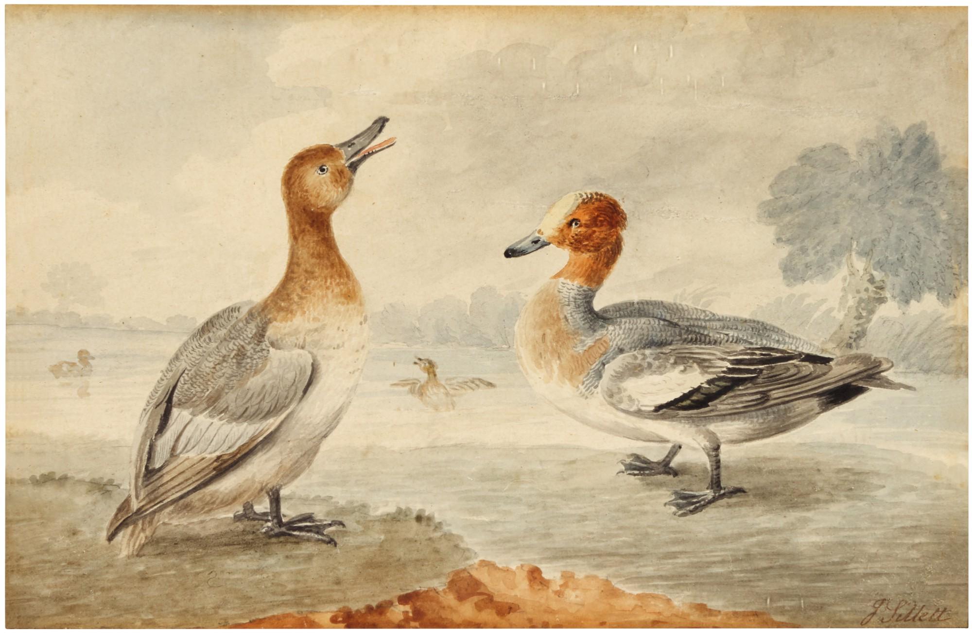 James Sillett - A Pair Of Ducks - Possibly Wigeon