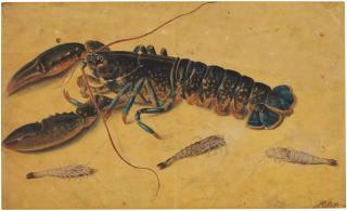 James Sillett - Study Of A Lobster And Shrimps