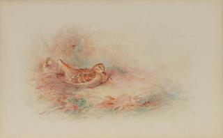 James Stinton - Nesting Woodcock