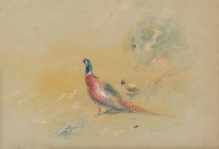 James Stinton - Pheasant and grouse