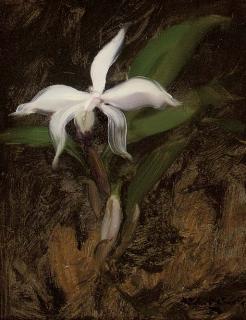 James Stuart Park - White lily