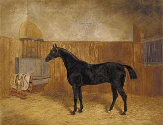 James Walsham Baldock - Black Prince, a dark brown racehorse in a stable