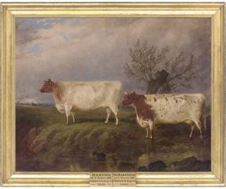James Walsham Baldock - Modish, a three-year-old cow and The Baroness, a three-year-old cow