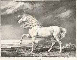 James Ward, R.A. - Adonis